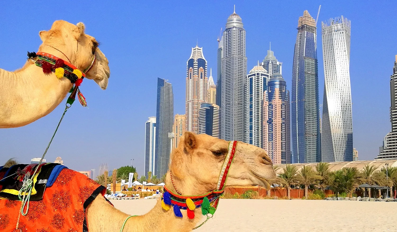 HERO_Two-Camels-Against-Dubai-Cityscape_Credit_GettyImages-685097121